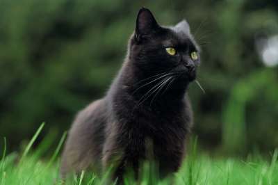 猫 宠物 动物 黑猫 国内的 猫科动物 哺乳动物 小猫 眼睛