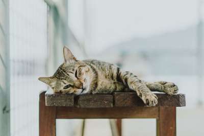 猫 动物 宠物 闲逛 猫科动物 国内的猫 猫 猫 猫 猫 猫