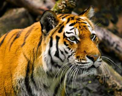 动物 老虎 大猫 Amurtiger 猫 捕食者 危险的