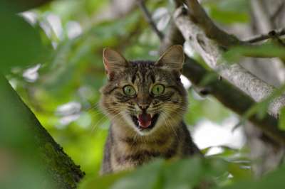 猫 侵略 情绪 恐惧 震惊 愤怒 动物 情绪 震惊 震惊