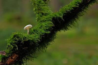 蘑菇 根 苔藓 森林 落下 自然 关闭