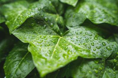 植物 雨滴 树叶叶子 水 绿色 树叶 雨 夏雨