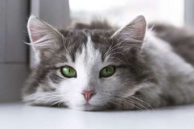 猫 动物 小猫 可爱的 眼睛 灰猫 灰色的动物 灰色眼睛