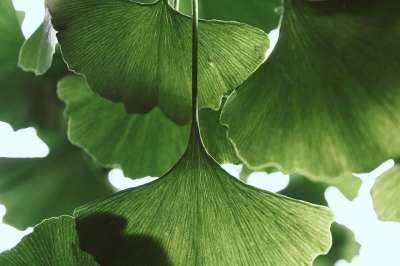 树叶 银杏 植物学 植物 衬套 花园 植物群 树 绿色 树叶