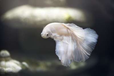 水族馆 鱼 宠物 斗鱼 暹罗斗鱼 动物世界 游泳 水 水下