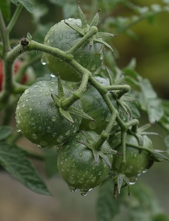 番茄 绿色 不成熟的 水滴 湿的 食物 蔬菜 新鲜
