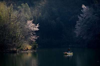 池塘 钓鱼 樱花 水 景观 船 户外 樱花 樱花 樱花 樱花