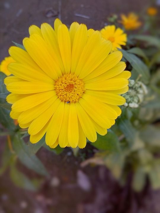 美丽的花 美丽的黄色的花 花床 盛开的花朵 花植物 鸟类的天堂花