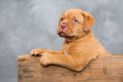 波尔多犬 小狗 狗 动物 可爱 甜的