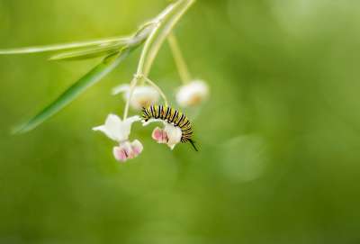 君主 蝴蝶 昆虫 自然 茧 毛虫 甲虫，昆虫 丰富多彩的 花