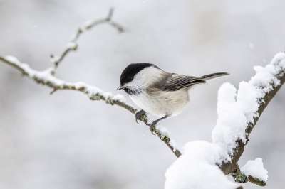 柳雀 雪 枝杈 坐 Poecile Montanus 雀形目鸟类 鸟