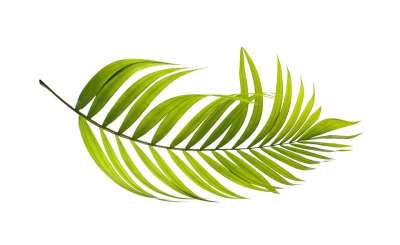 棕榈 叶子 绿色 植物学 热带 植物 夏天 树叶 自然 叶子