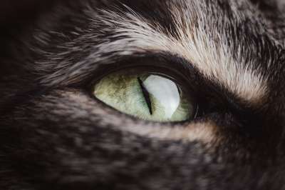 猫 动物 眼睛 头 宠物 猫科动物 特写 猫 猫 猫 猫