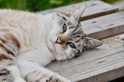 猫 动物 猫科动物 哺乳动物 物种 动物群 宠物 毛皮 胡须