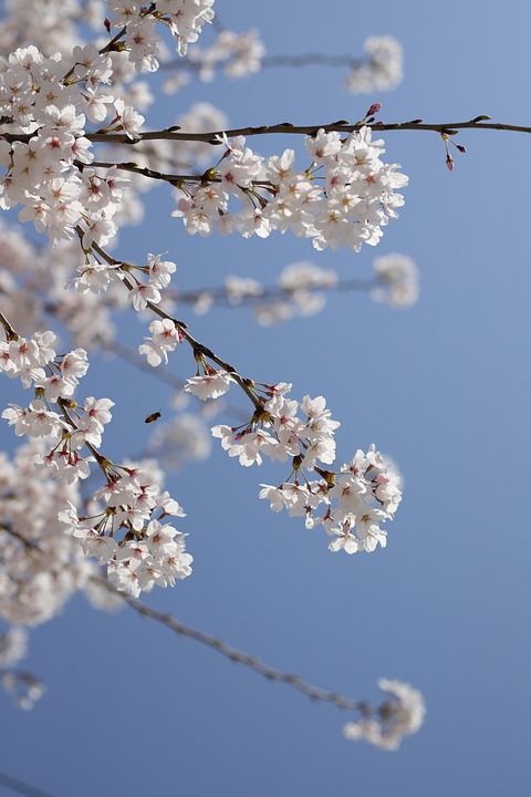 春天 花朵 樱花 花园 树 季节性 植物学 生长 特写 花瓣