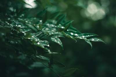 树叶 叶子 植物 雨 绿色 夏天 树叶 树叶 树叶 树叶