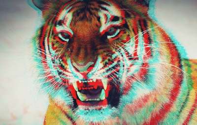 3D 动物 老虎 效果 不对称 抽象的 猫科动物 肖像 墙纸