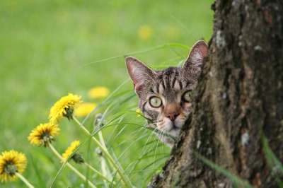 家猫 老虎 公猫 好奇的猫