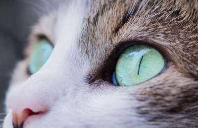 动物 猫 眼睛 猫科动物 宠物 猫的眼睛 基蒂 小猫 特写