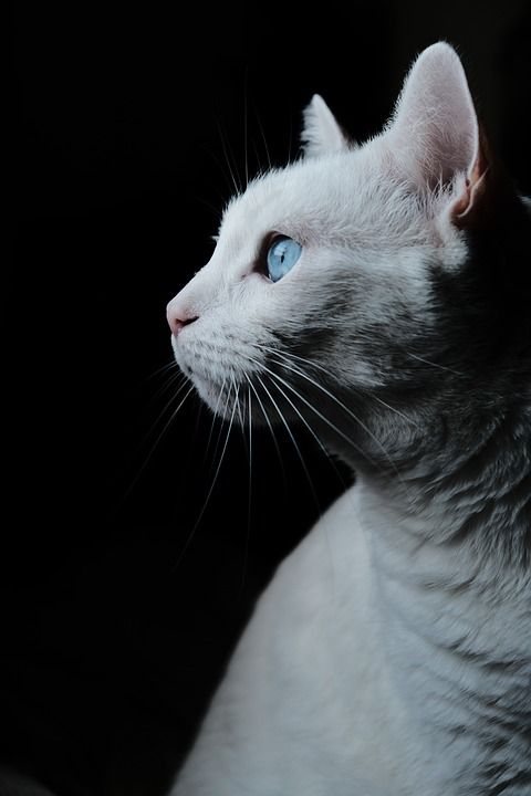 宠物 猫 肖像 外形 白色猫咪 基蒂 猫科动物 白毛 哺乳动物