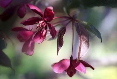 花 花朵 春天 粉色的 天堂苹果树 花园 树 灌木 颜色