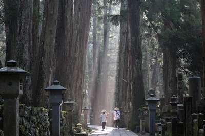 高野山寺 路 森林 树木 多雾路段 景观