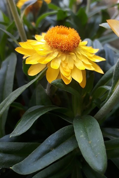 花草 黄色 特写 夏季草甸 自然 植物 花 叶子 花园 夏天