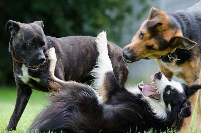 边境牧羊犬 杂交种 乐趣 玩狗 小狗组 大和小 年轻的狗 玩