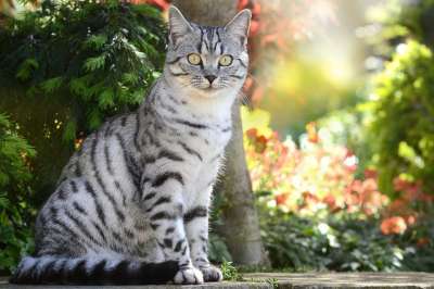 猫 蝴蝶 家猫 年轻的猫 家畜 宿醉 英国短毛猫 鲭鱼 短发