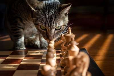 虎斑猫 猫 棋 游戏 战略 宠物 条纹猫 动物 国内的猫
