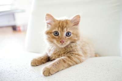 猫 小猫 虎斑猫 宠物 基蒂 年轻的猫 动物 国内的猫 猫科动物