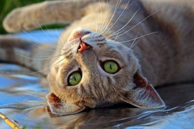 猫 猫脸 猫眼 虎猫 Katzenkopf 大花猫 鲭鱼 动物