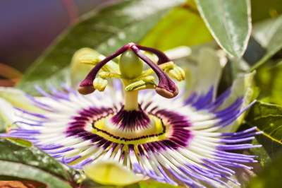 激情花 花 开花 盛开 花瓣 植物群 植物 西番莲 雌蕊 花园