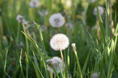 白鹭的Pisenlit 种子在风中飞行 蒲公英花 自然 野花 花草地
