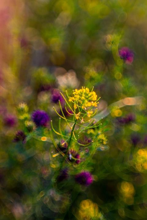 野花 花草地上 花 绿色 性质 野草 花园 开花 植物 盛开