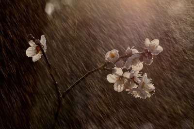 李子 花朵 樱花 雨 雨滴 梅花 春天 樱花 雨 梅花 梅花
