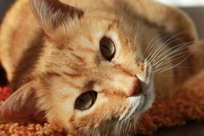 猫 脸 头 猫的眼睛 胡须 虎斑猫 橙色虎斑 猫科动物 宠物