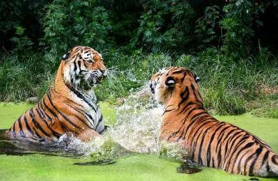 老虎 大猫 动物园 肖像 捕食者 野生动物 蒂尔加滕 动物 猫