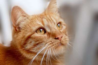 猫 红Tomcat 猫脸 国内的猫 小猫 动物 可爱的 动物世界