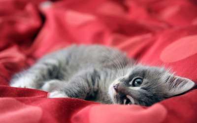 猫 小猫 猫科动物 宠物 动物 哺乳动物 缅因库恩 流氓