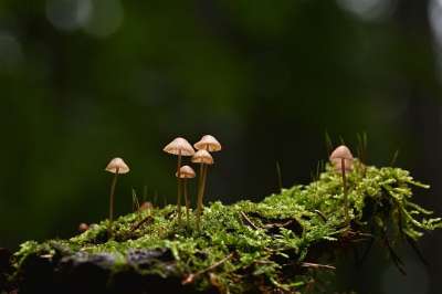 蘑菇 盔甲 苔藓 森林 落下 自然