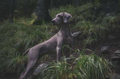 犬只 狗 猎犬 动物 草 看着 哺乳动物 宠物 树木 户外