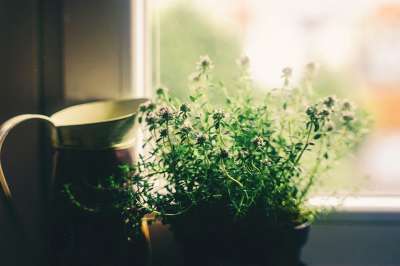 花 窗户 房子 花瓶 植物 优质的 装饰 艺术的 春天 散景