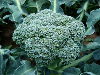 西兰花 蔬菜 植物 新鲜的 收成 生产 有机的 绿色 食物