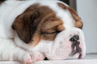 狗 小狗 宠物 英国牛头犬 斗牛犬 动物 年轻的狗 家犬 犬类