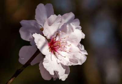 高清壁纸 樱花 花朵 春天 花瓣 粉红色的花朵 枝杈 盛开 开花