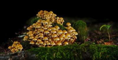 蘑菇 苔藓 树桩 森林 秋天的时候