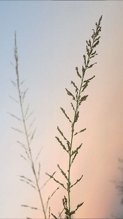 花草 晚上 特写