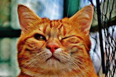 猫 眨眼 乐趣 毛皮 动物 红色的 可爱的 家畜 Mietze