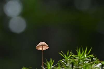 蘑菇 掌舵 苔藓 小蘑菇 森林 落下 自然